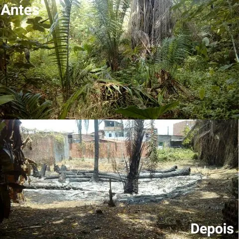 Serviço de PODA e ROÇAGEM