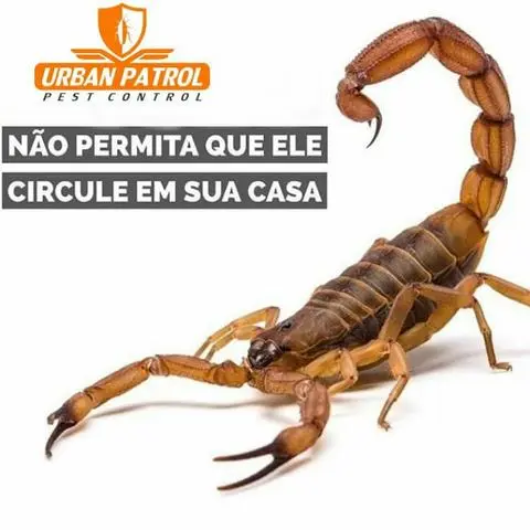Dedetização