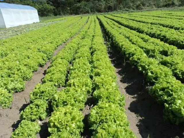 ADUBO AUMENTO DE PRODUÇÃO