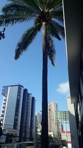Cortamos e Limpamos pé De Coqueiro e Palmeiras