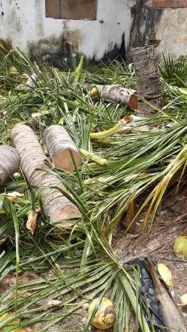 Limpamos pé de Dendê, pé de palmeira, e pé de coqueiros e outros