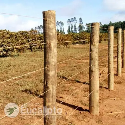Eucalipto para Cerca - Eucalipto Tratado Citriodora