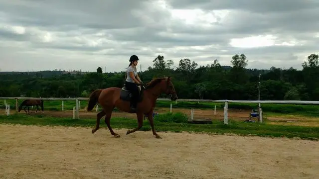 Aulas de Equitação e Hipismo