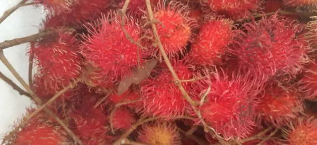 Rambutã