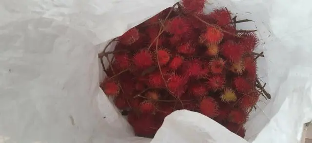 Rambutã
