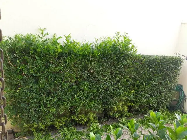 Dm jardinagem e paisagismo