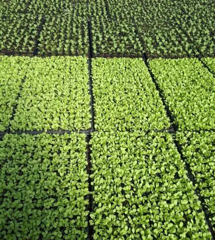 Mudas de Hortaliças Natuarais Sem Defensivos