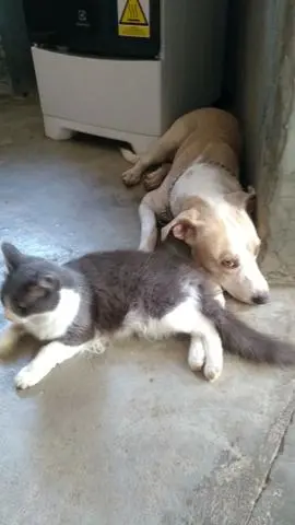 Transporte Pet(Dog é Cat)