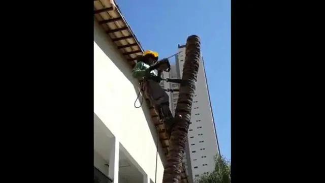Cortes e podas de arvores . faça seu orçamento