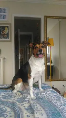 Passeadora de cães e Pet Sitter