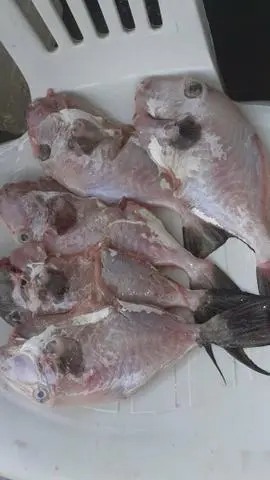 Vende-se peixe peroa
