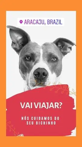 Gatos e cachorros