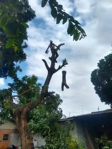 Corte de árvores e corte grama e limpeza de terreno