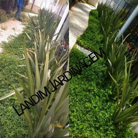 Landim Jardinagem, jardineiro, manutenção de grama, poda de Árvores