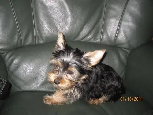 Yorkshire Terrier