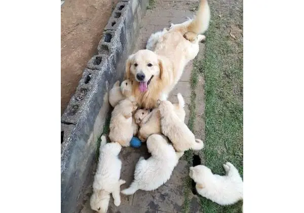 Filhotes de golden retriever