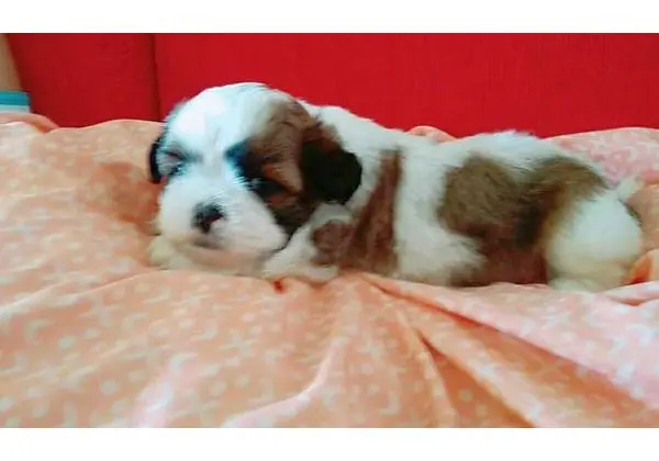 Filhote de lhasa apso
