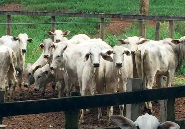 Novilhas Nelores