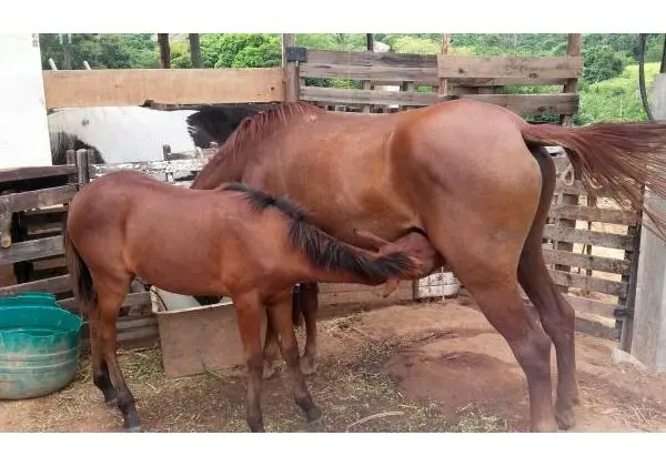 Vendo egua e potra