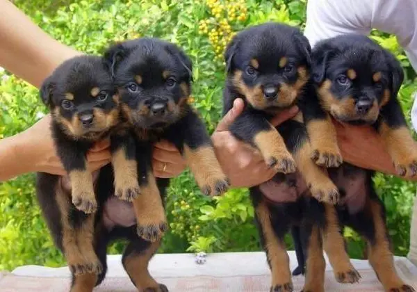 Cabeça de touro Rottweiler padrão europeu