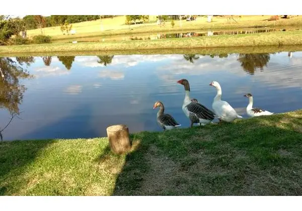 Aluga-se tanques de pesca