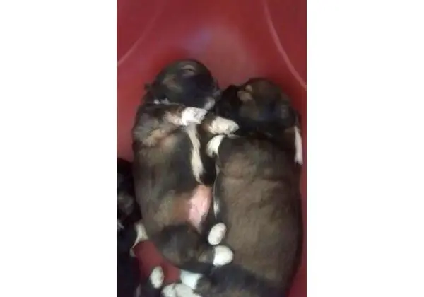 Vendo filhotes de lhasa apso