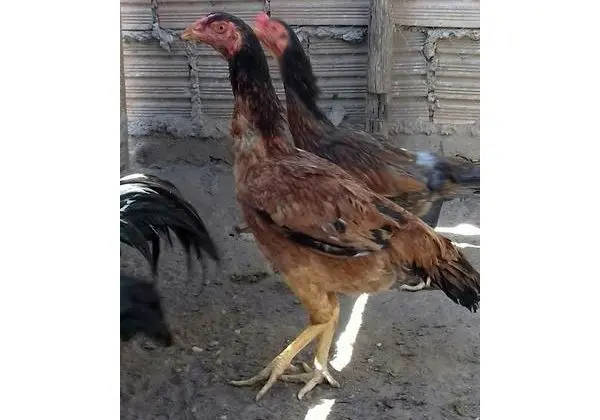 Galinha Índia pura ja Botando