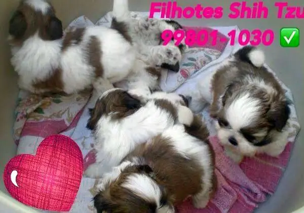 Shih Tzu Filhotes partir 12 x 59 cartao Micro shih tzu e lhasa apso femeas e machos