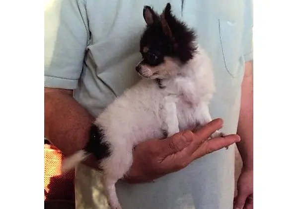 Chihuahua
