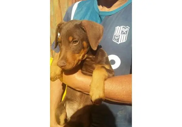 Filhotes de Doberman