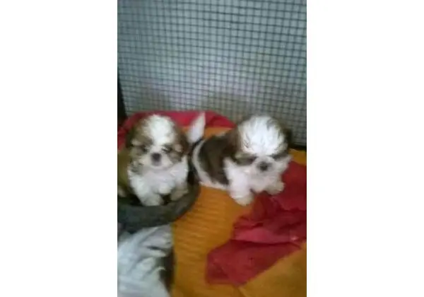 Canil Shih Tzu mini lindo e padronizado Pedigree a parte