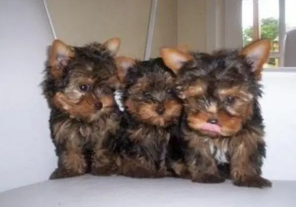 Yorkshire bibelô com excelente pedigree Cbkc