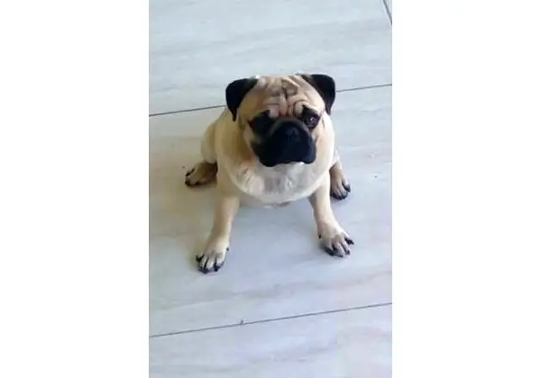 Pug macho disponível p/cruza