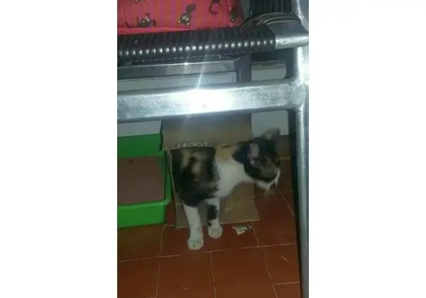 Doacao de gato