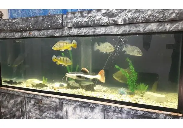 Aquario