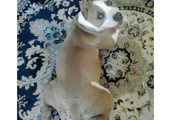 American bully femea 5 meses