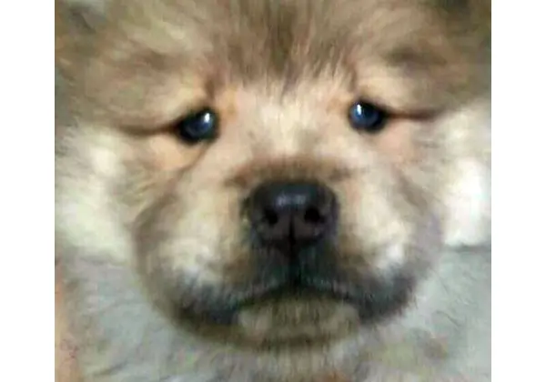 Femeas de chow chow