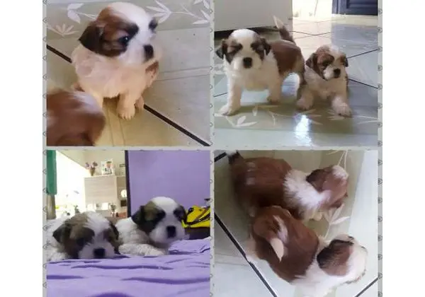 Shihtzu Machos