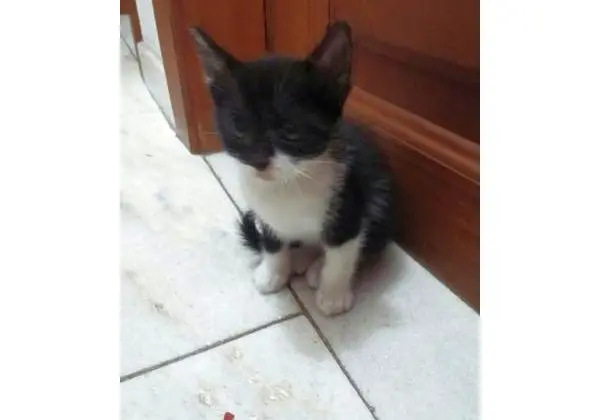 Filhotes de gato
