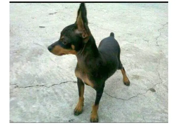 Pinscher 0
