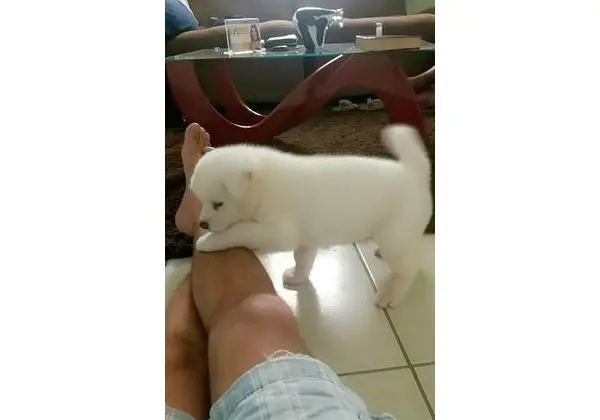 Vendo akitta inu