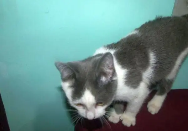 Doação de filhote de gato