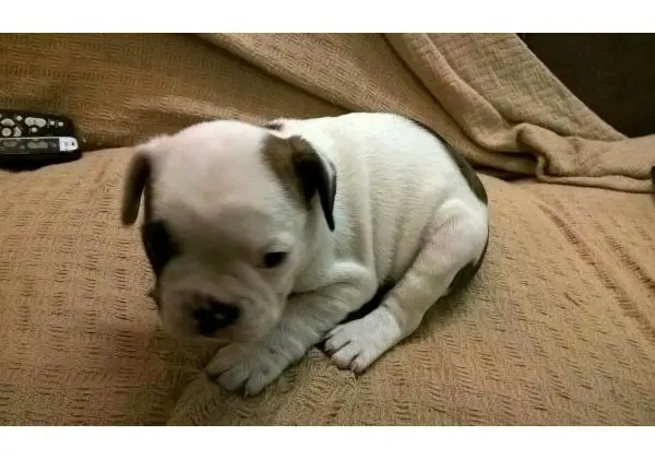 Buldogue Francês. Padrão da raça. pedigree CBKC