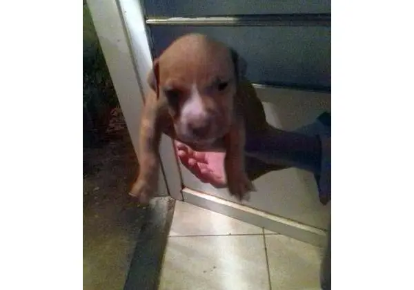 Filhote de pitbull