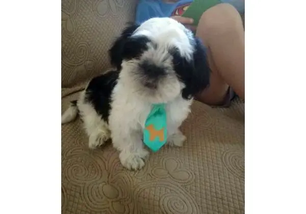 Shih Tzu