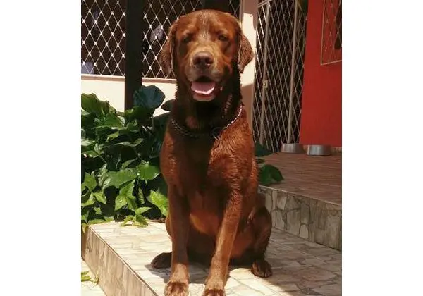 Labrador filhote macho chocolate