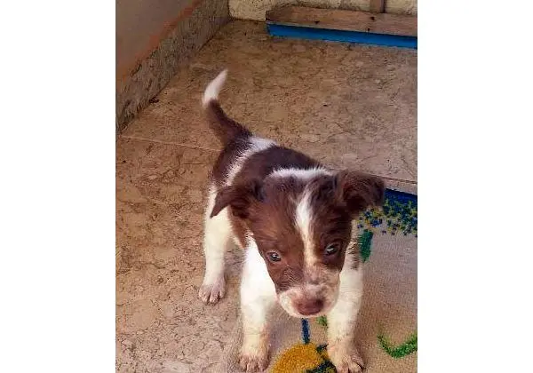Border Collie