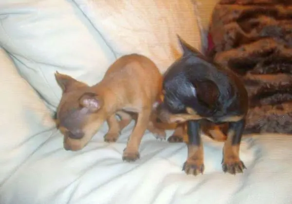Canil Pinscher 00 criador especializado em raças mini
