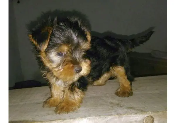 Yorkshire Macho - R$ 500, oo
