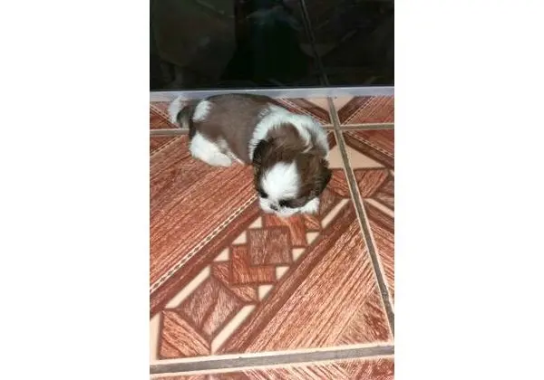 Shih tzu macho 500, 00